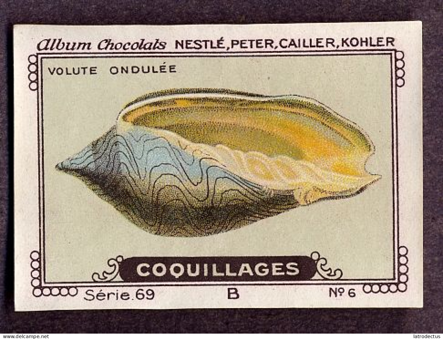 Nestlé - 69B - Coquillages, Shellfish - 6 - Volute Ondulée - Nestlé