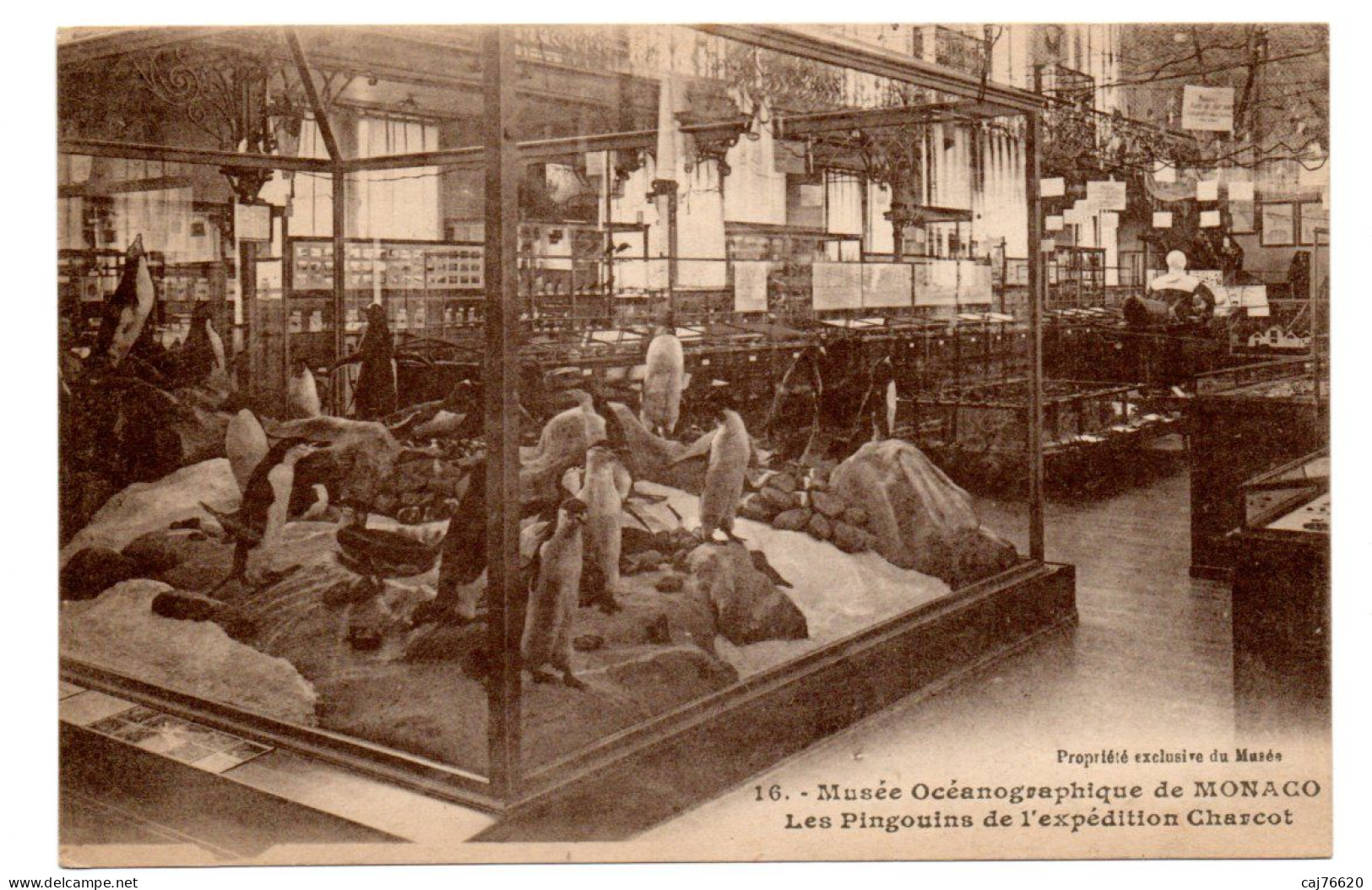 Monaco , Musée Océanographique , Les Pingouins De L'expédition Charcot - Oceanographic Museum