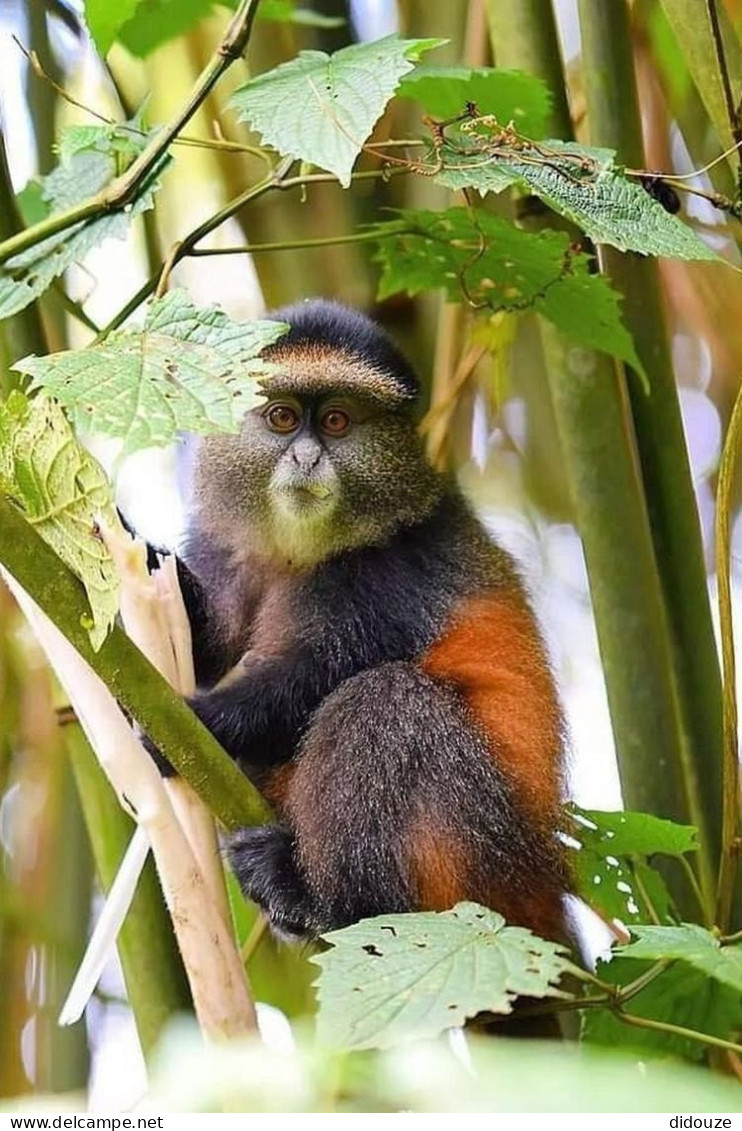 Rwanda - Volcanoes National Park - Singe Doré - Golden Monkey - Parc Des Volcans - Zoo - CPM - Carte Neuve - Voir Scans  - Rwanda