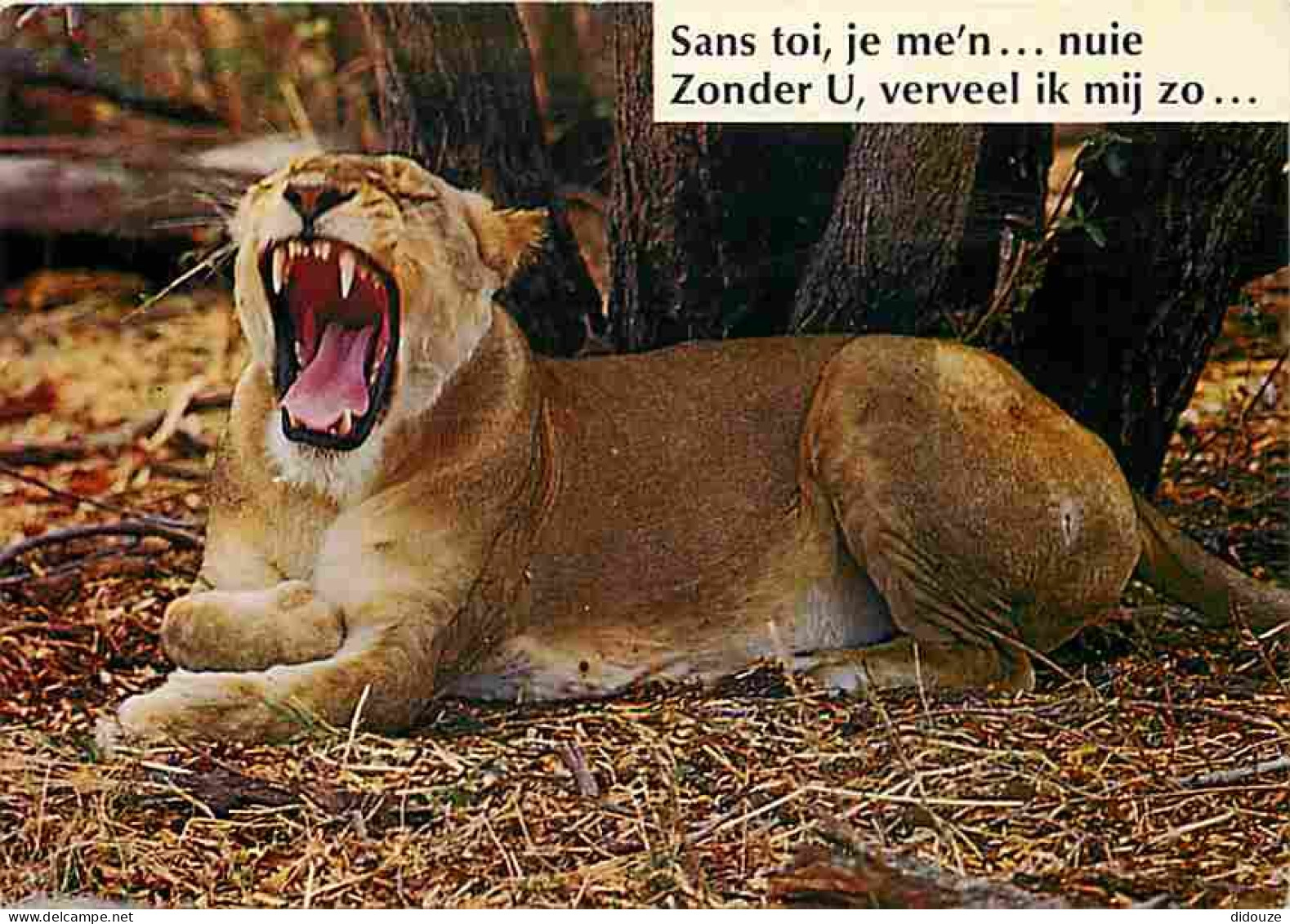 Animaux - Lions - Lionne - CPM - Voir Scans Recto-Verso - Leones