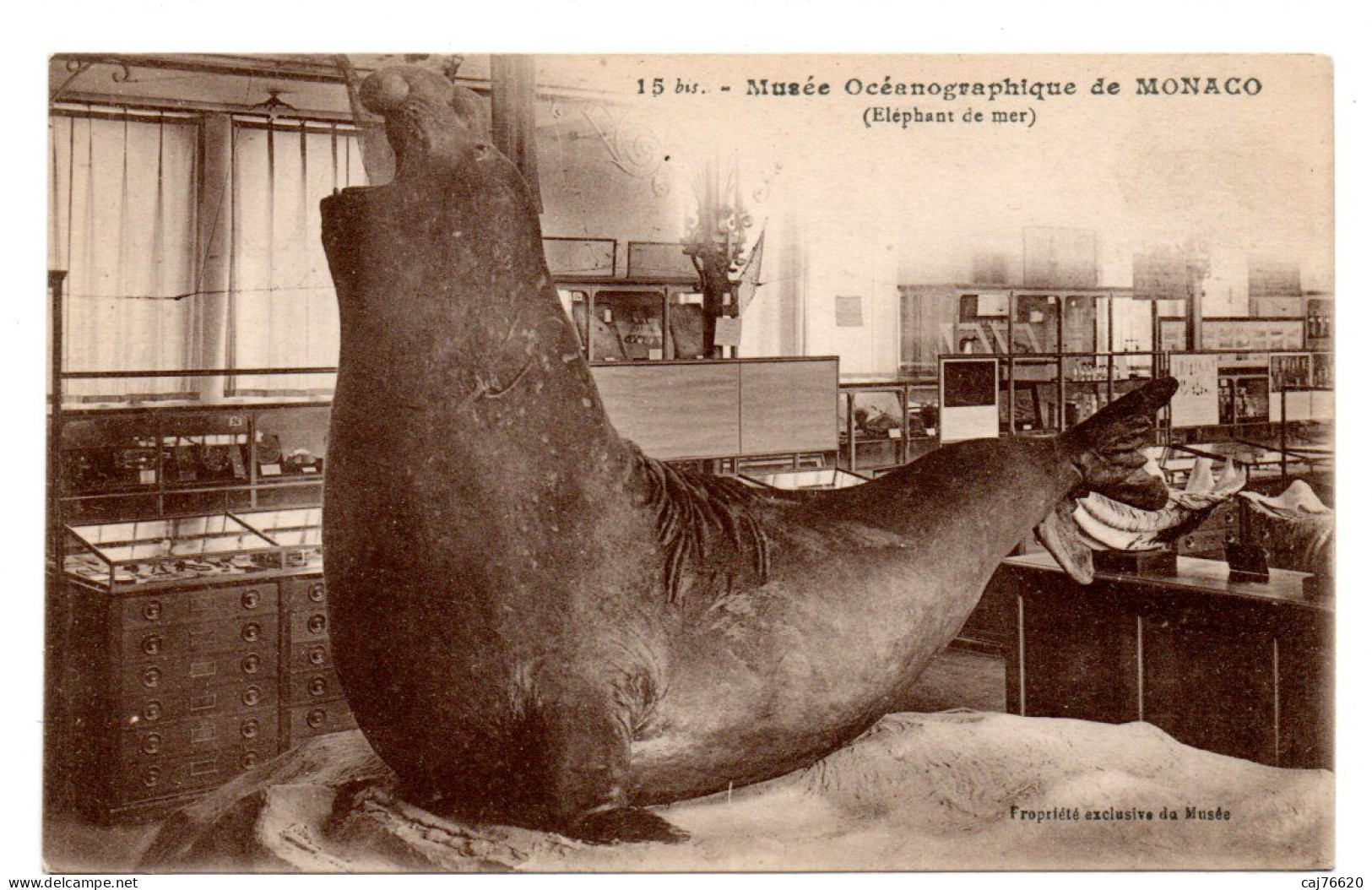 Monaco ,musée Océanographique (éléphant De Mer) - Museo Oceanografico