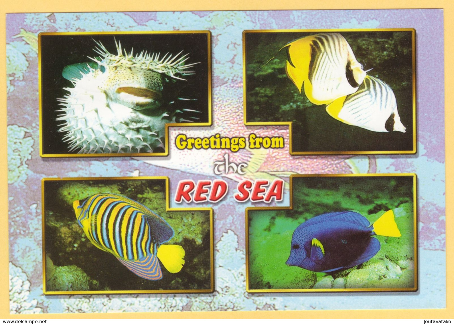 2 PC - Fish, Fishes - Red Sea, Eilat, Israel - Pesci E Crostacei