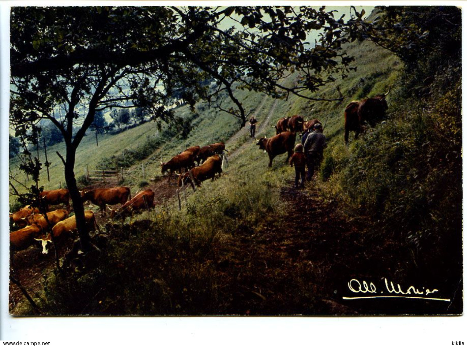 CPSM  10.5 X 15 Photo Albert MONIER Prestige De La Terre Sur Les Pentes Paysan Menant Son Troupeau De Vaches Au Paturage - Monier