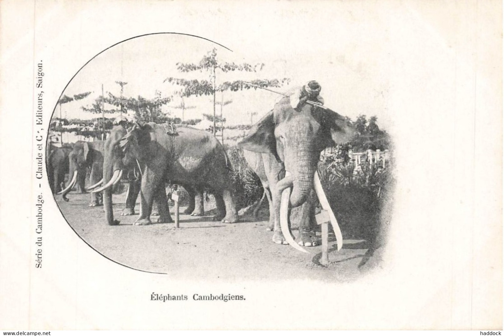 ELEPHANTS CAMBODGIENS - Cambogia