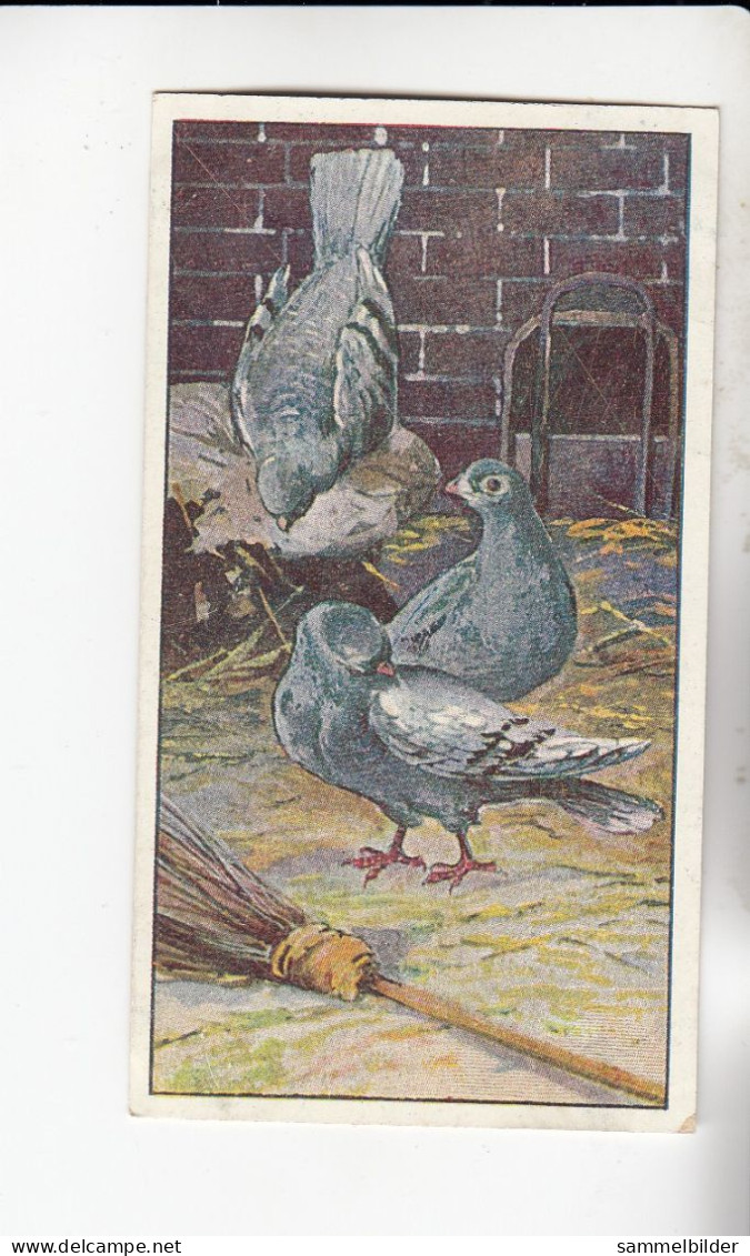 Actien Gesellschaft  Tauben - Rassen Brieftaube    Serie  49 #5 Von 1900 - Stollwerck