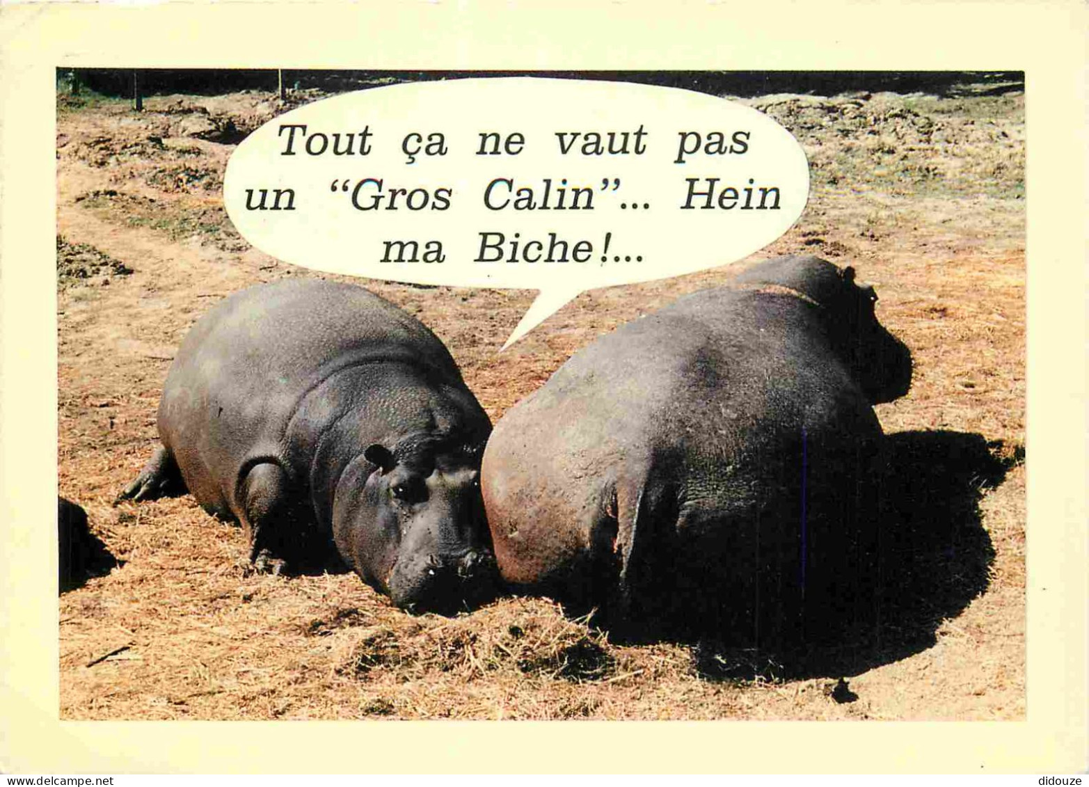 Animaux - Hippopotames - Carte à Message - Humoristique - CPM - Voir Scans Recto-Verso - Ippopotami