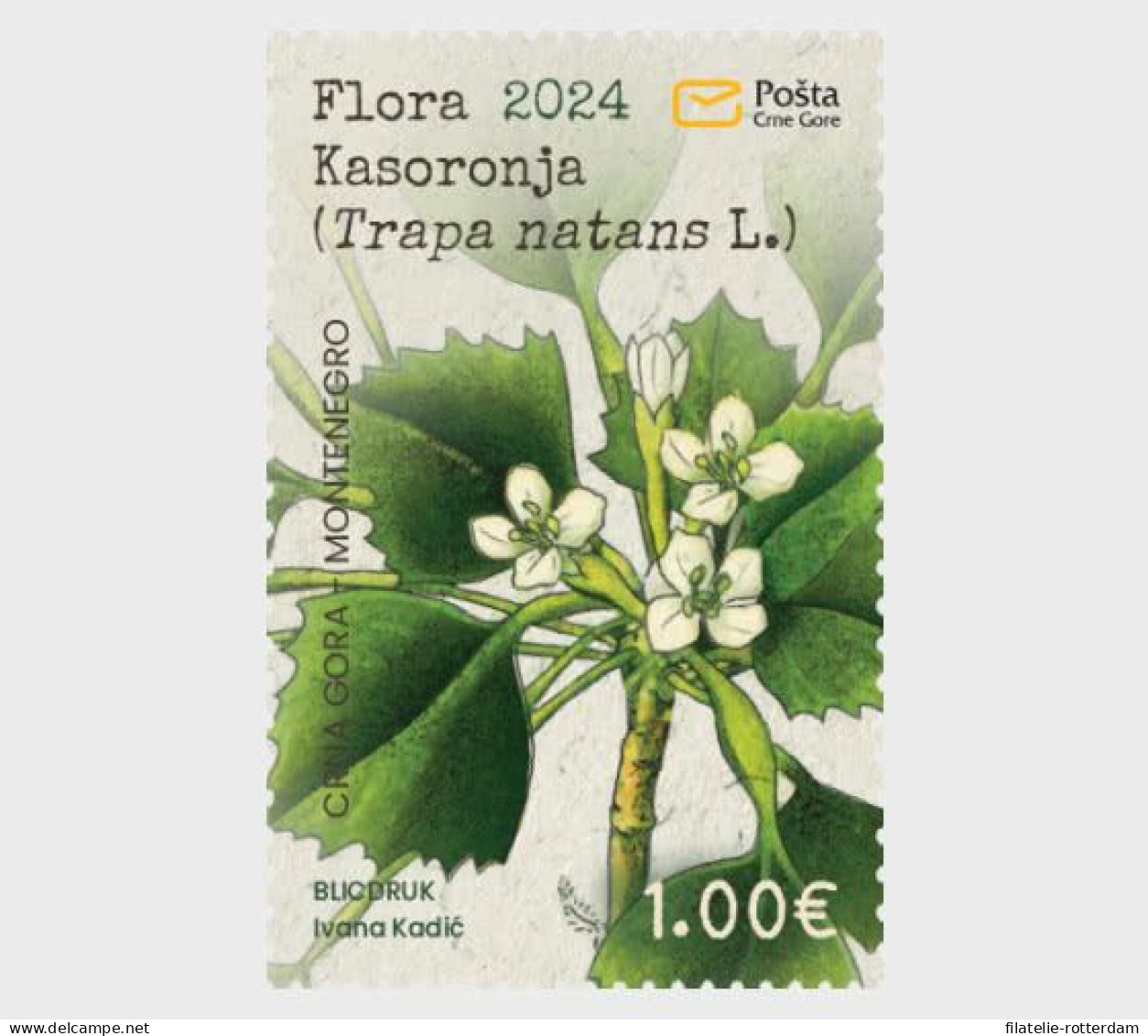Montenegro - Postfris / MNH - Flora 2024 - Montenegro