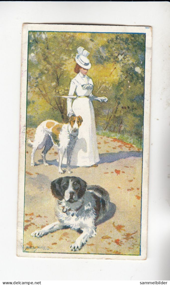 Actien Gesellschaft Hunde - Rassen U Ihre Verwendung Bernhardiner / Windhund    Serie  46 #1 Von 1900 - Stollwerck