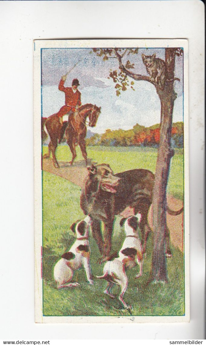 Actien Gesellschaft Hunde - Rassen U Ihre Verwendung Dogge  /Terrier    Serie  46 #2 Von 1900 - Stollwerck