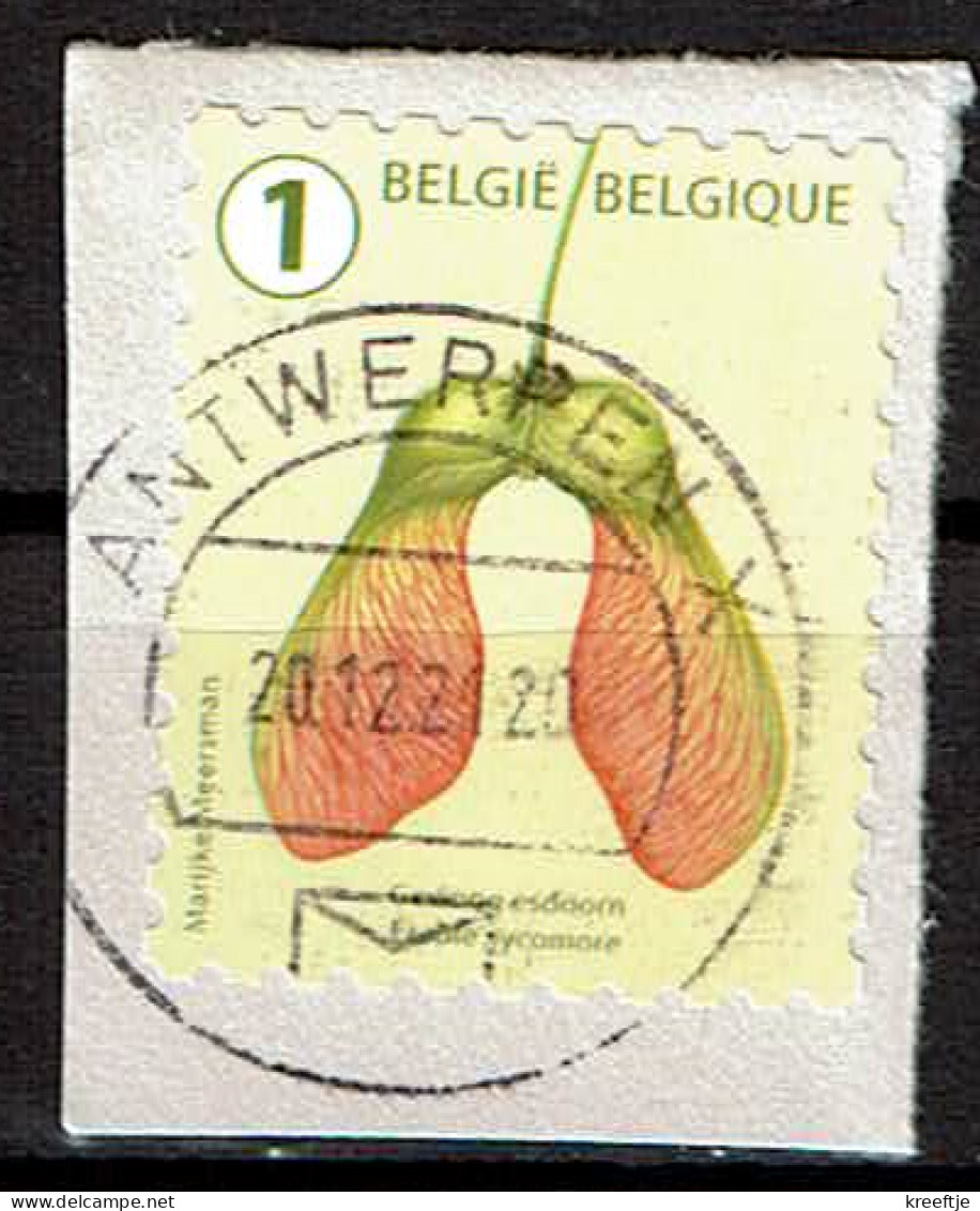 België / Belgique / Belgium / Belgien Esdoorn 2021 (OBP 5026 ) - Gebruikt