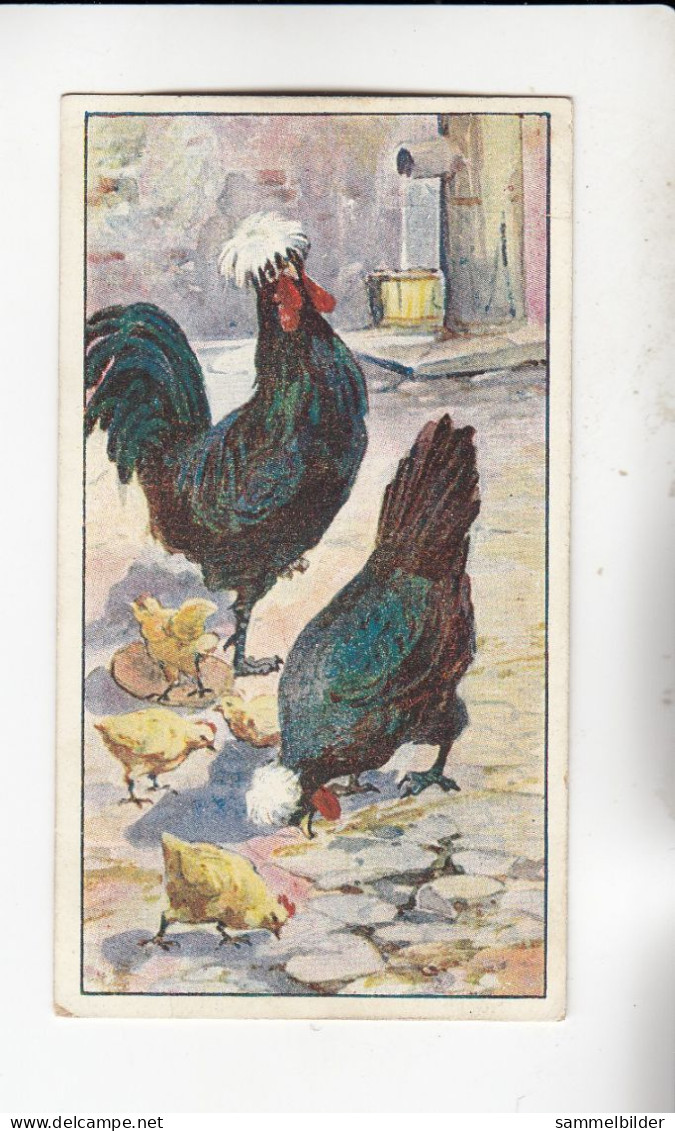 Actien Gesellschaft Hühner - Rassen Holländer Weisshauben  Serie  45 #1 Von 1900 - Stollwerck