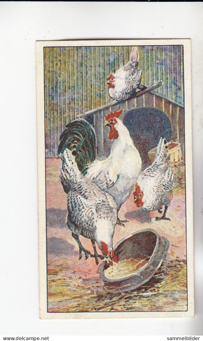 Actien Gesellschaft Hühner - Rassen Hamburger Silbersprengel   Serie  45 #3 Von 1900 - Stollwerck