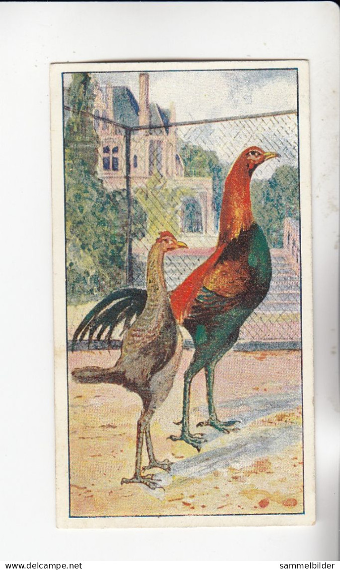 Actien Gesellschaft Hühner - Rassen Engl, Kampfhuhn    Serie  45 #4 Von 1900 - Stollwerck