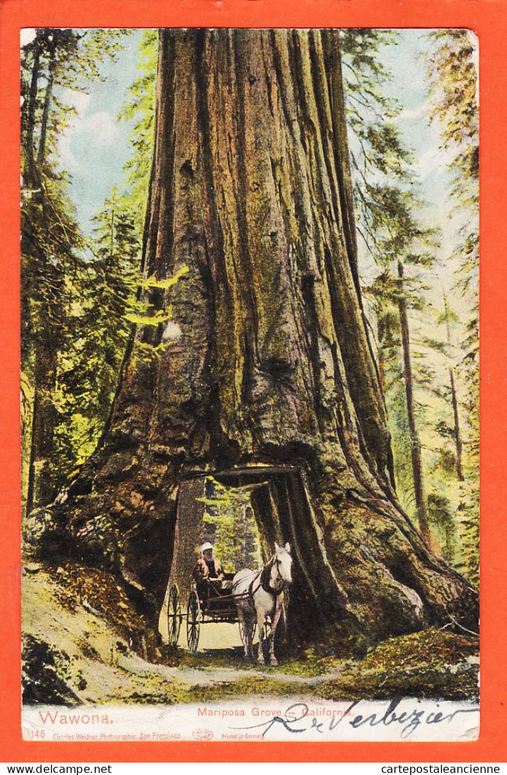 33620 / ⭐ WAWONA Tunnel Tree Mariposa Grove California 1904 Robert VERBEZIER à ALBY Passy-Photo Charles WEIDNER - Yosemite