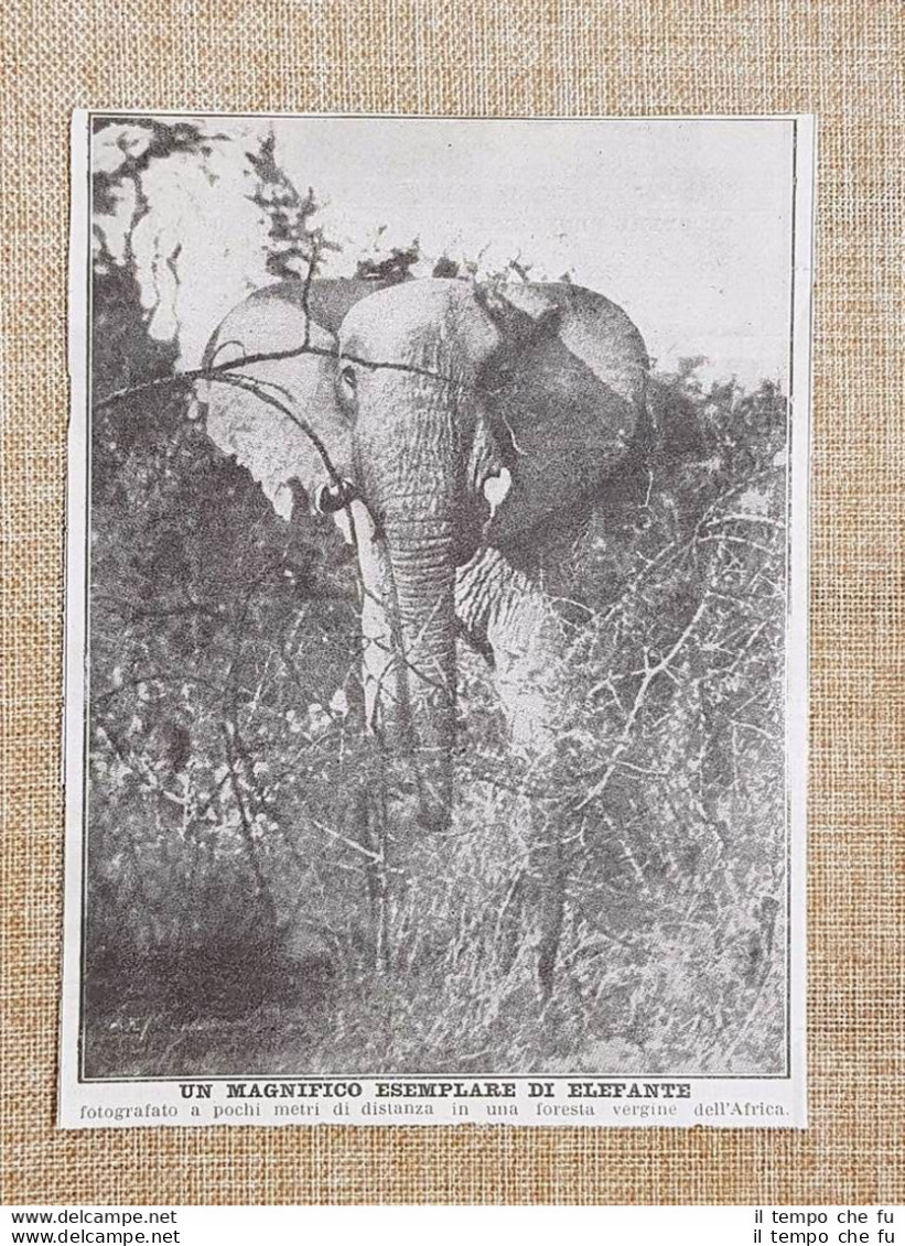 In Una Foresta Vergine Dell'Africa Nel 1924 Magnifico Esemplare Di Elefante - Autres & Non Classés