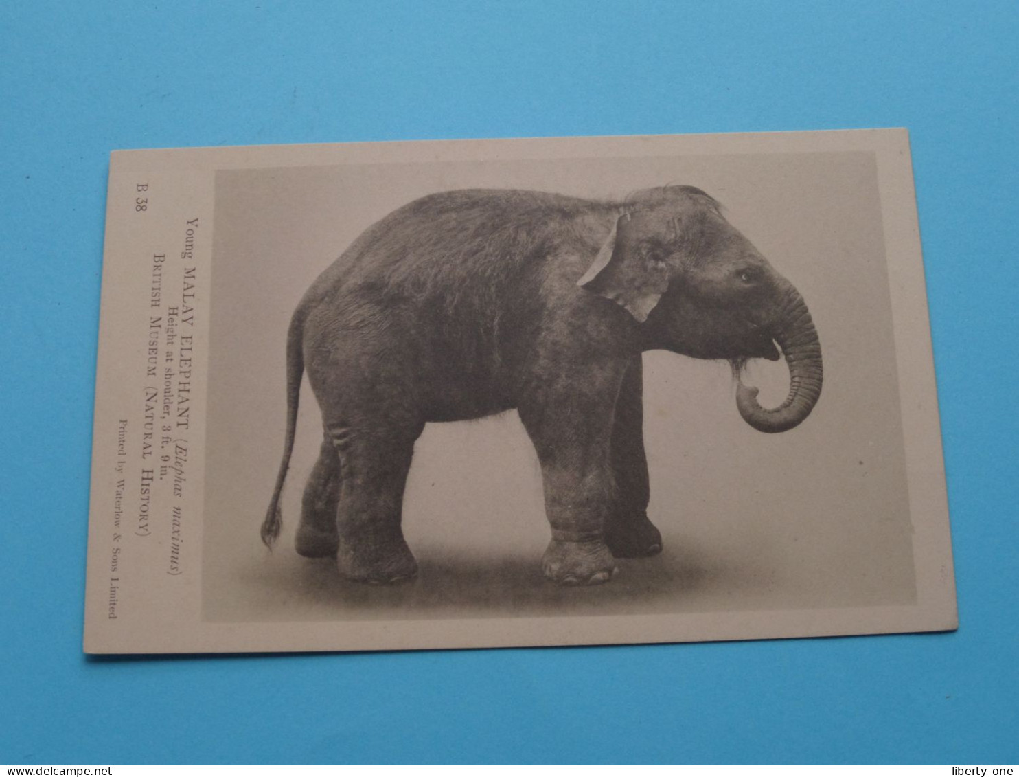 Young MALAY ELEPHANT ( Edit.: B 38 / Waterlow ) Anno 19?? ( Zie / Voir Scans ) Blanco Rug ! - Elefanti