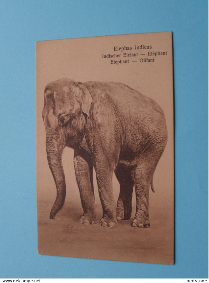 EHEPHAS Indicus - Olifant ( Edit.: W 78/15 Holland ) Anno 19?? ( Zie / Voir Scans ) ! - Elefanti