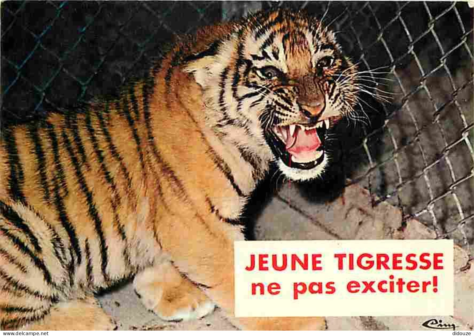 Animaux - Tigres - Carte Humoristique - CPM - Voir Scans Recto-Verso - Tigri