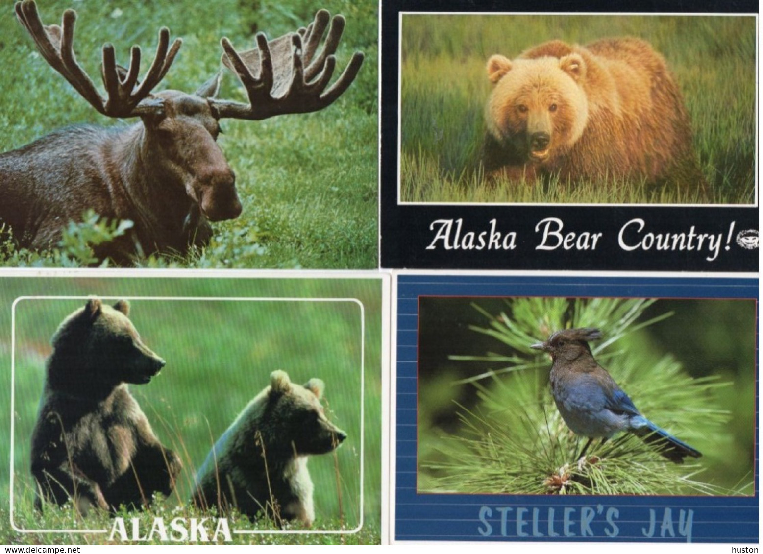 LOT DE 81 CARTES MODERNES ANIMAUX GRAND NORD, AFRIQUE,  PANDAS, CHEVAUX, OISEAUX, ANIMAUX DE LA FERME..... - 5 - 99 Postkaarten