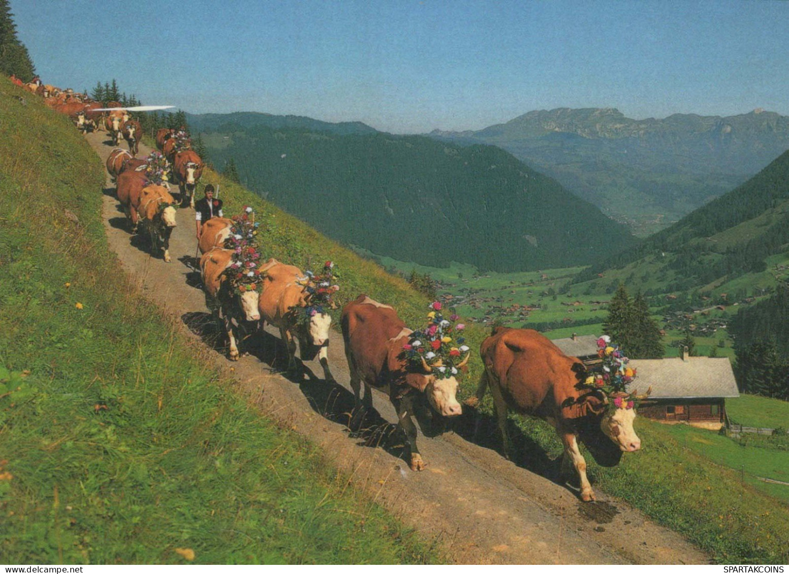 VACHE Animaux Vintage Carte Postale CPSM #PBR832.A - Cows