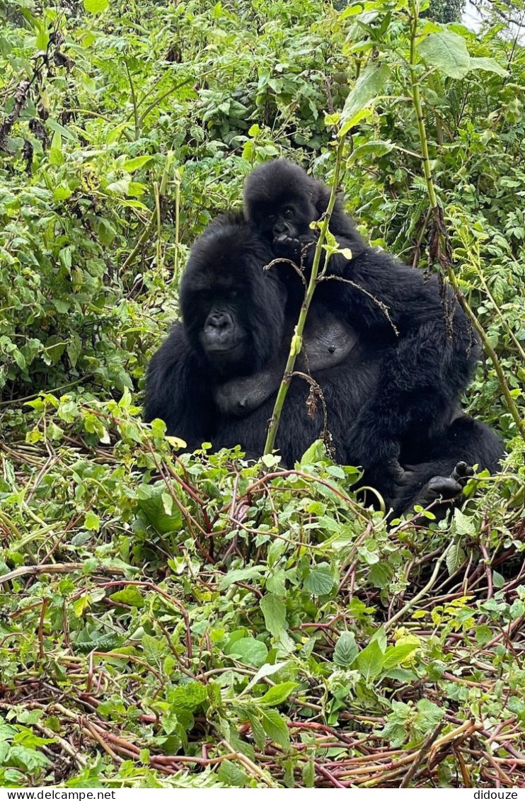 Rwanda - Volcanoes National Park - Gorilles - Parc Des Volcans - Zoo - CPM - Carte Neuve - Voir Scans Recto-Verso - Rwanda