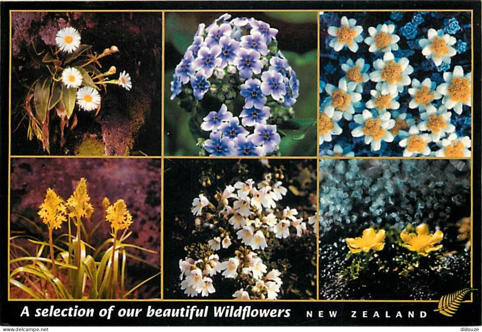 Nouvelle Zélande - New Zealand - A Selection Of Beautiful Wildflowers - Multivues - Fleurs - CPM - Voir Scans Recto-Vers - New Zealand