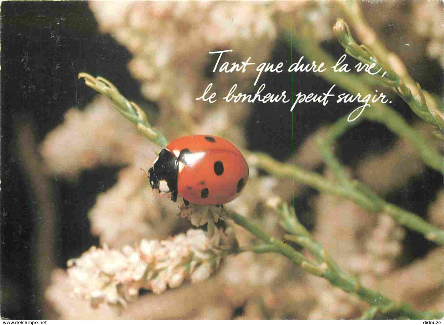 Animaux - Insectes - Coccinelle - Carte à Message - Humoristique - CPM - Voir Scans Recto-Verso - Insects