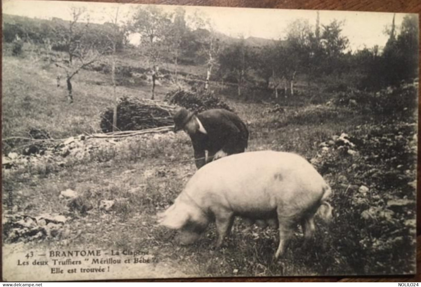 Cpa 24 Dordogne Folklore Tradition BRANTOME La Claperie Les Deux Truffiers "Mérillou Et Bébé" Cochons Chercheurs Truffes - Brantome