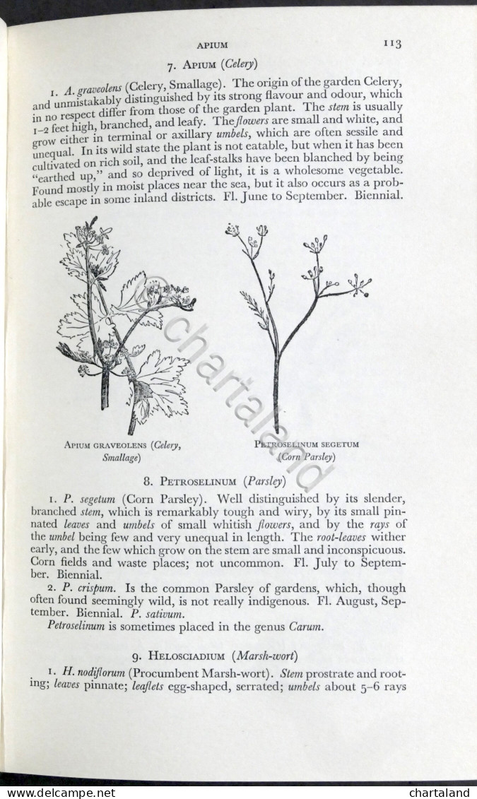 C. A. Johns - Flowers Of The Field - Ed. 1949 - Autres & Non Classés