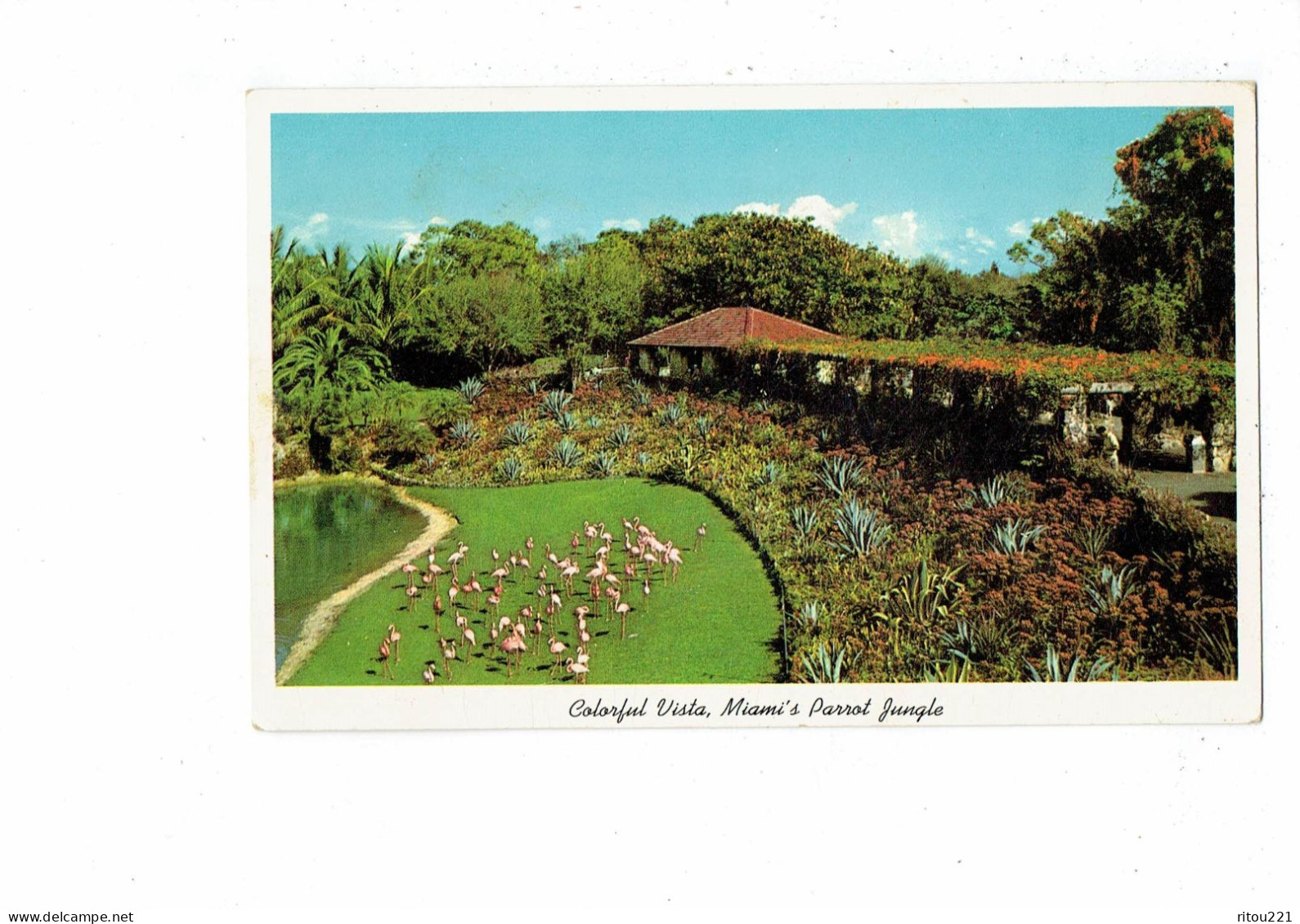 Cpa - Miami's Parrot Jungle - Flamand Rose - Miami Beach