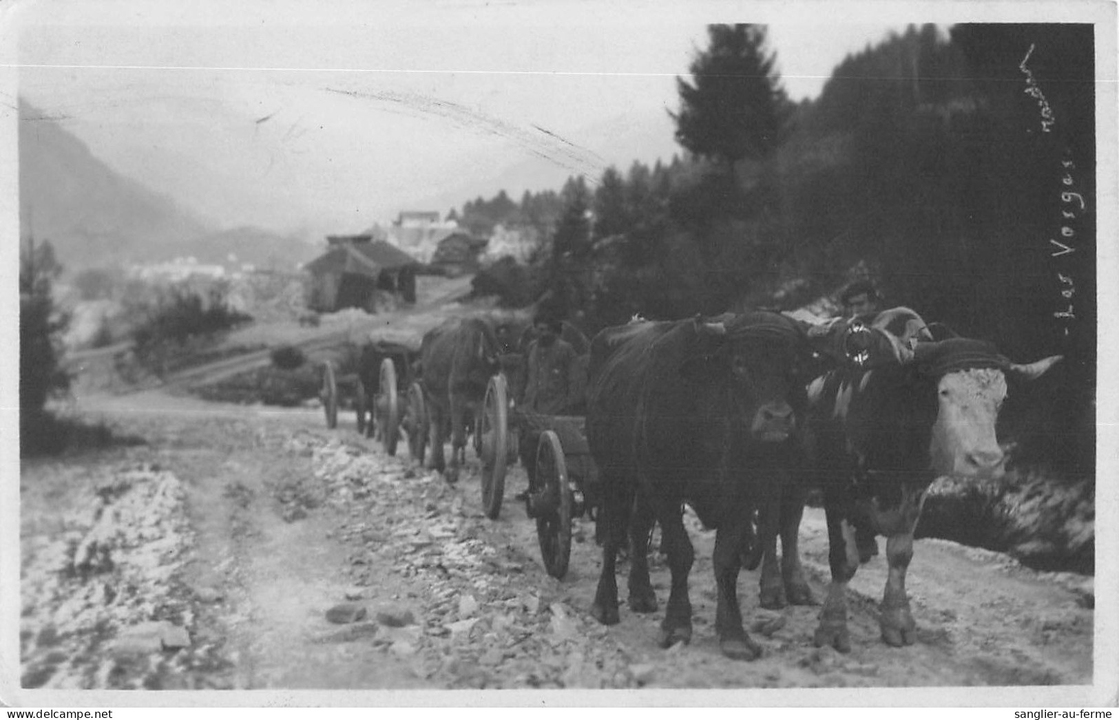 CPA 88 CARTE PHOTO / INTITULEE LES VOSGES / ATTELAGES DE BOEUFS - Altri & Non Classificati