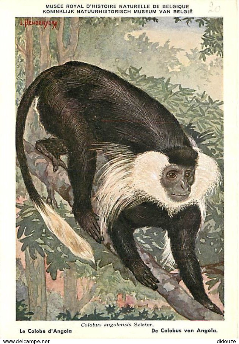 Animaux - Singes - Musée Royal D'Histoire Naturelle De Belgique - Le Colobe D'Angola - Art Peinture Illustration - Carte - Singes