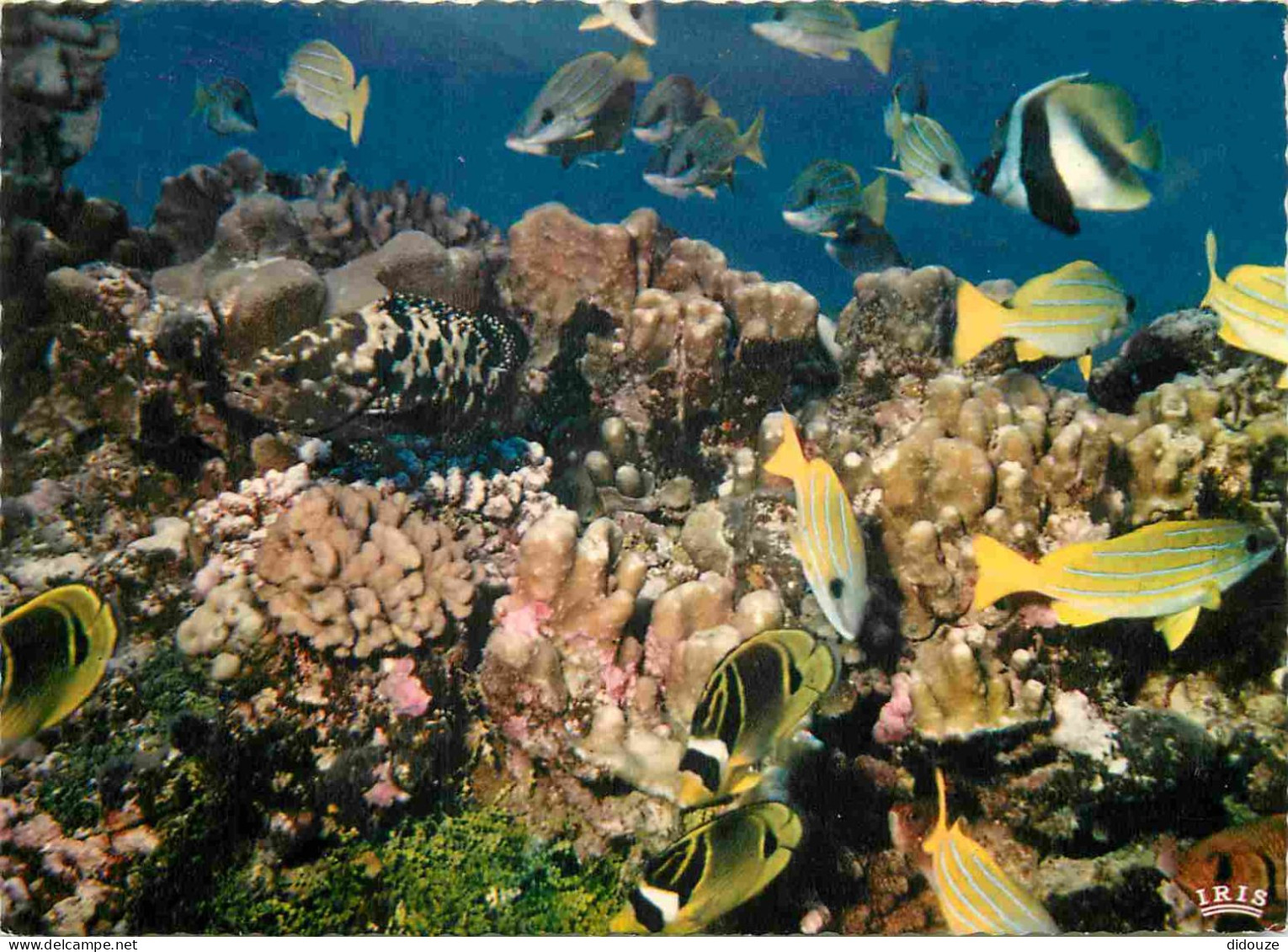 Animaux - Poissons - Tahiti - Bora Bora - Jardin De Corail - Coral Garden - Carte Dentelée - CPSM Grand Format - Voir Sc - Pesci E Crostacei