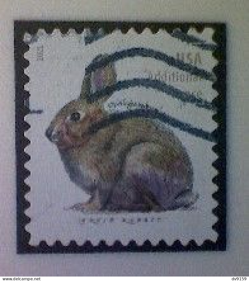 United States, Scott #5544, Used(o), 2021 Definitive, Brush Rabbit, (20¢), Gray - Usados
