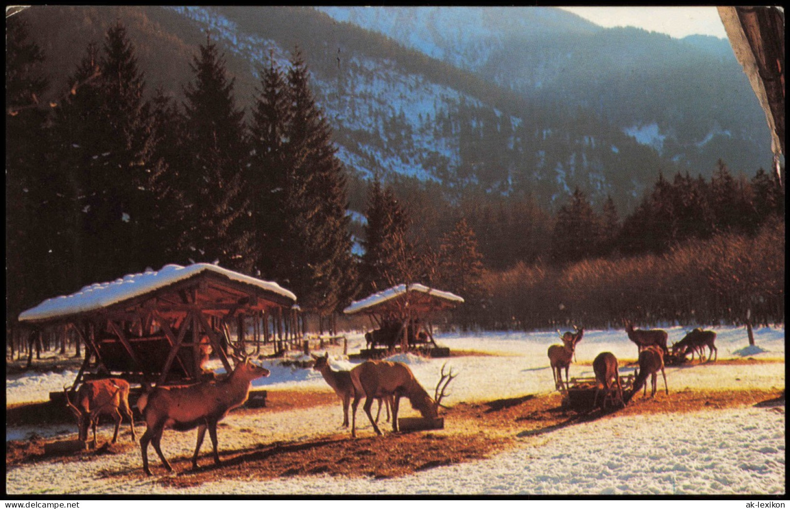 Ansichtskarte  Stimmungsbilder: Natur, Hirsche Bei Der Fütterung 1988 - Unclassified