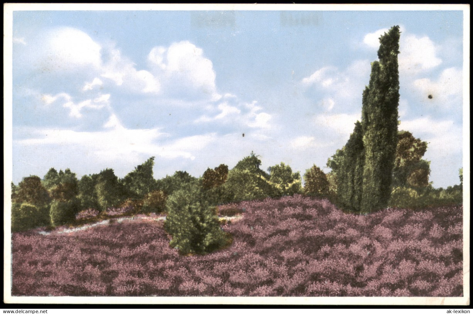 Ansichtskarte .Niedersachsen Lüneburger Heide, Blüte 1928 - Lüneburger Heide