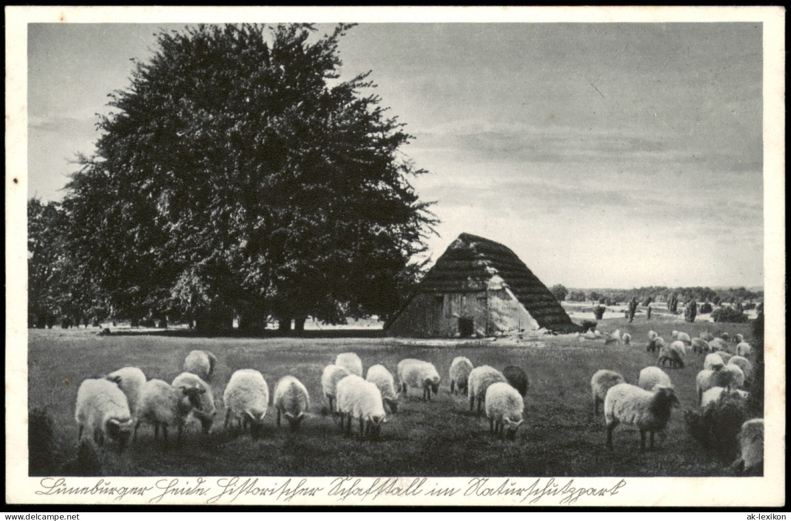 Ansichtskarte .Niedersachsen Lüneburger Heide, Schafe Und Hütte 1928 - Lüneburger Heide