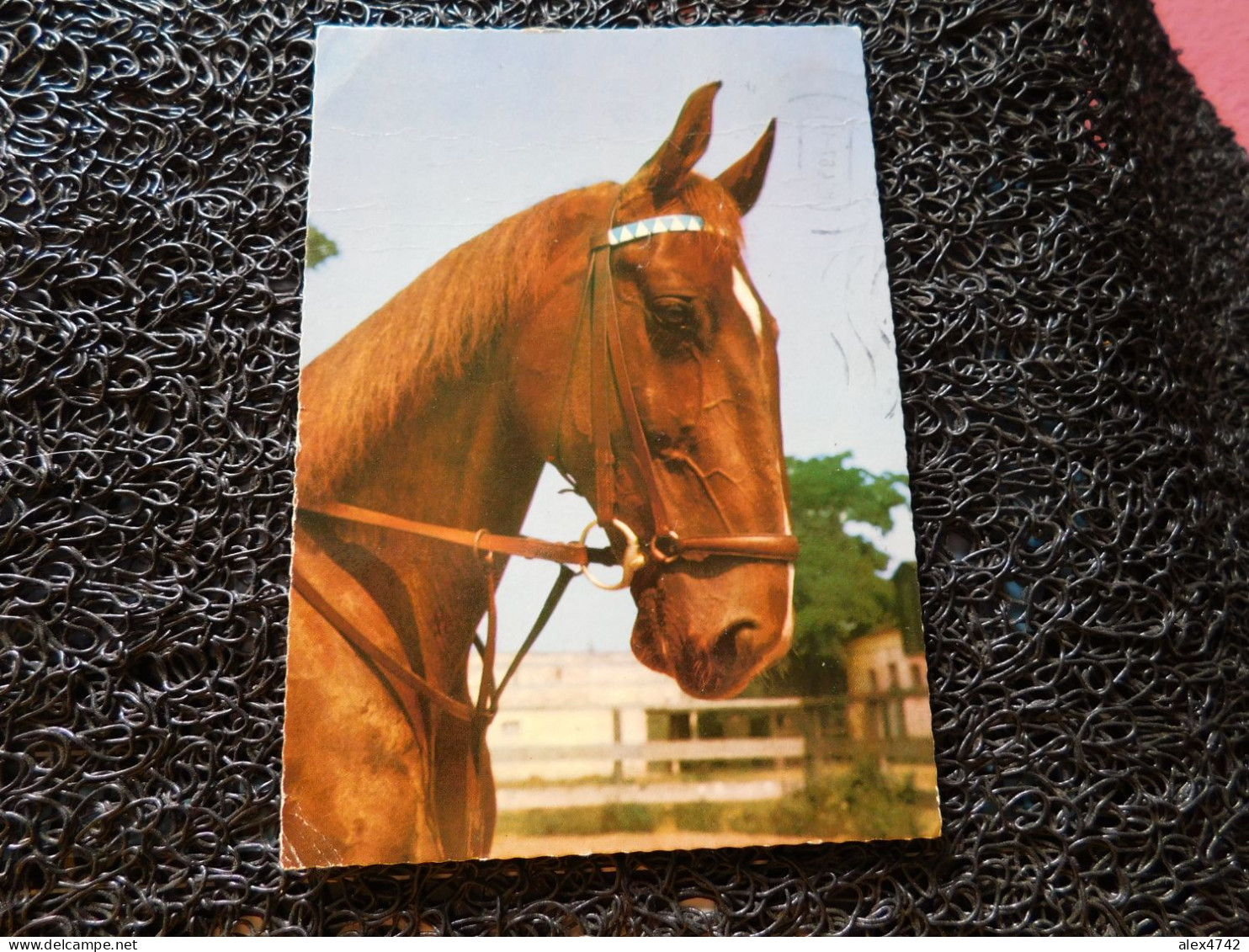 Portrait D'un Cheval Brun   (A16-6) - Pferde