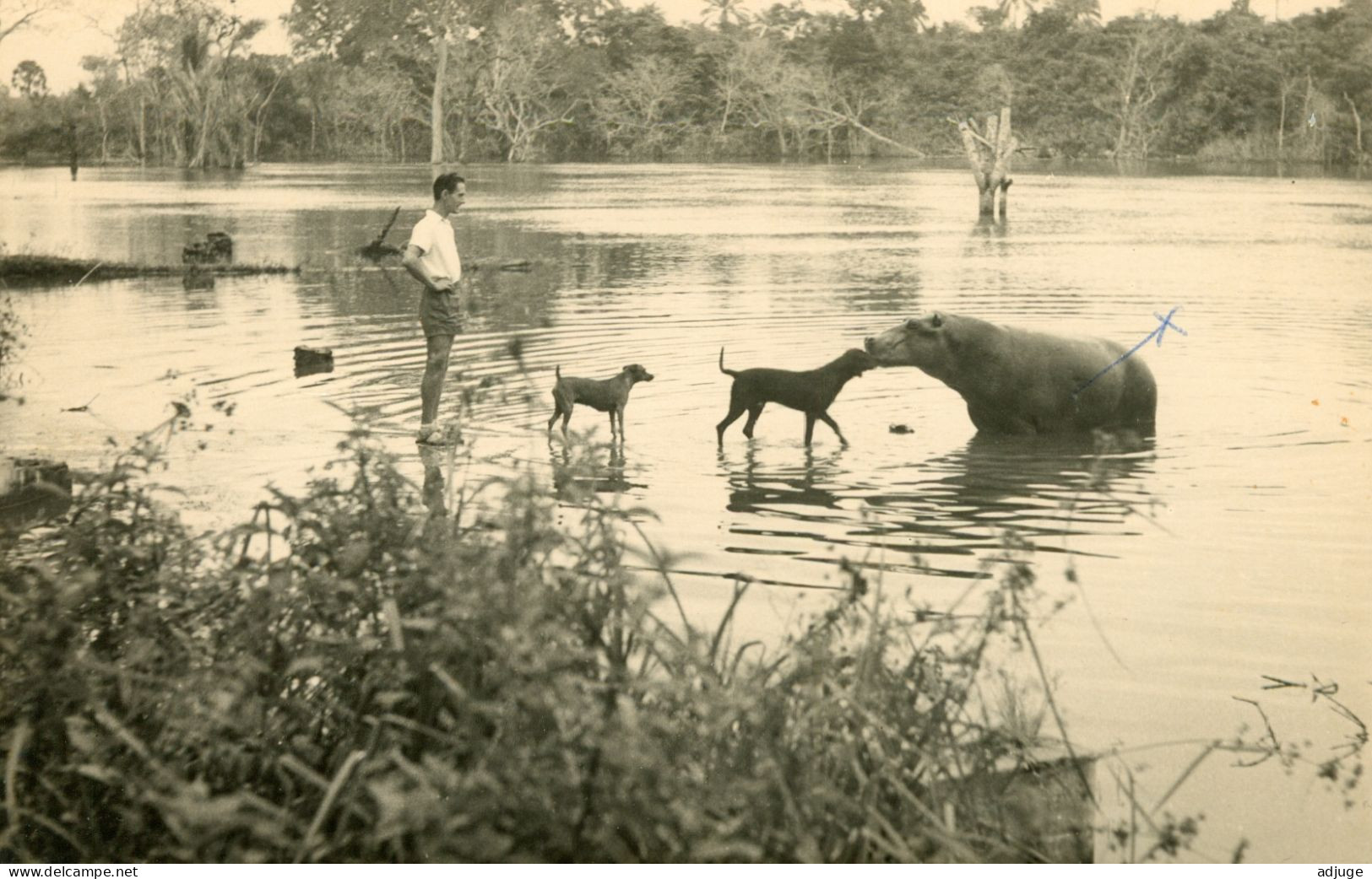 CPSM- CONGO - Un Hippopotame Joue Avec Les Chiens Dans La Rivière DJOUÉ -1955 * 2 Scans - Congo Français