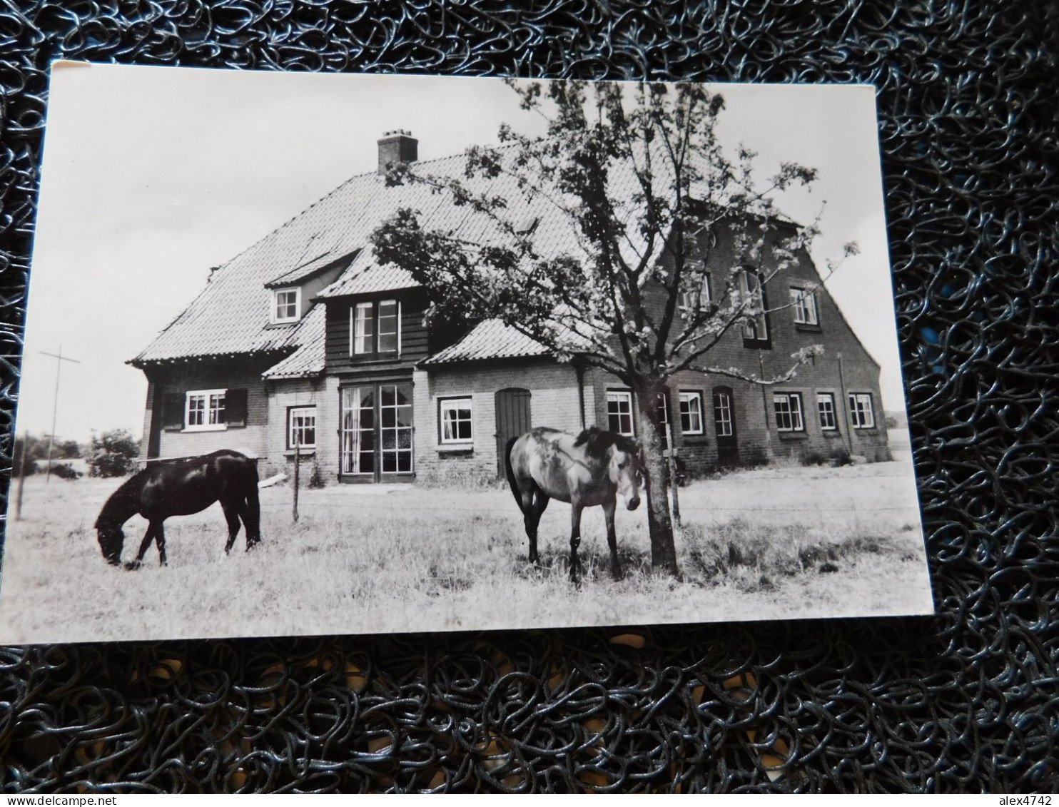 "Ruighenrode", Lochem, 2 Chevaux En Prairie  (A16-6) - Pferde