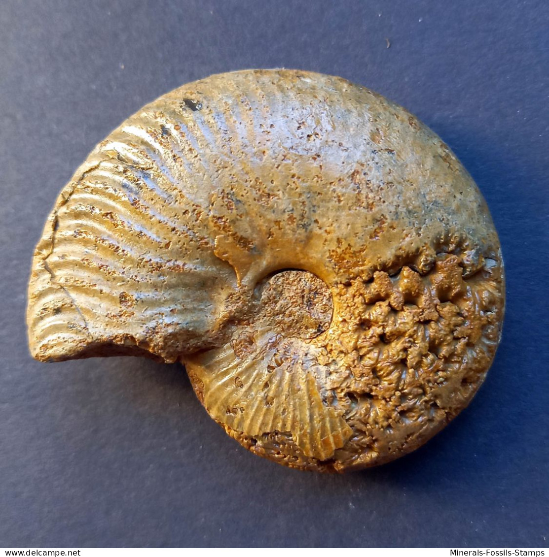 #BRADFORDIA COSTIDENSA Ammonite, Jura (Alaska, Vereinigte Staaten) - Fossiles