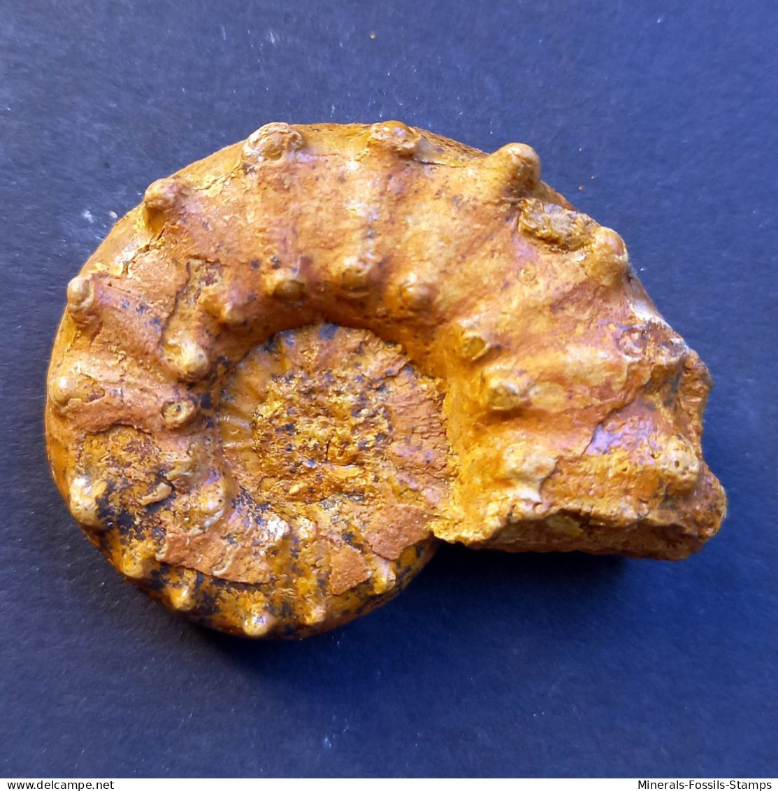 #EUASPIDOCERAS Sp. Ammonite, Jura (Sibirien, Russland) - Fossilien