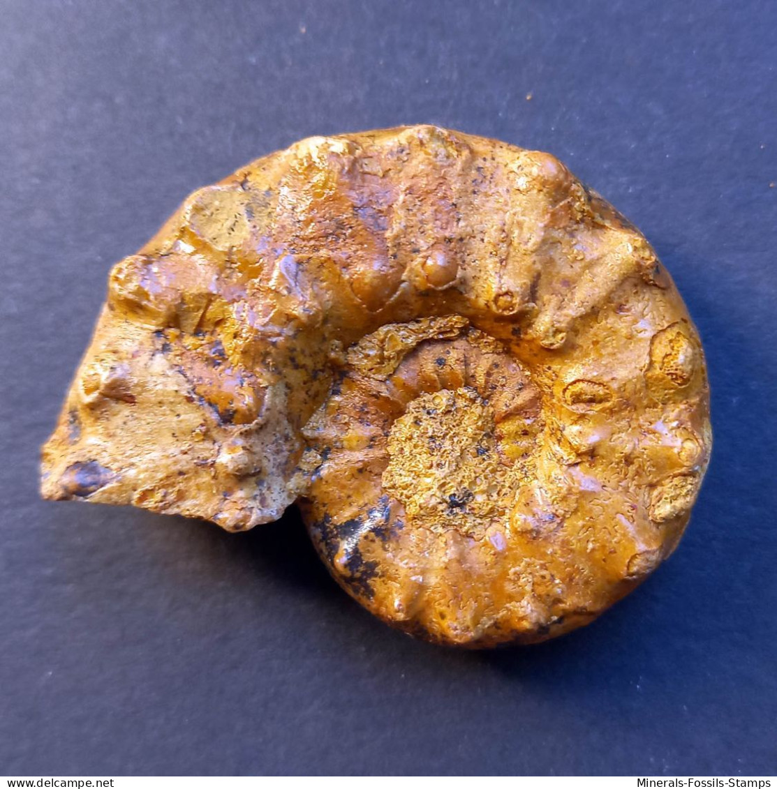 #EUASPIDOCERAS Sp. Ammonite, Jura (Sibirien, Russland) - Fossielen