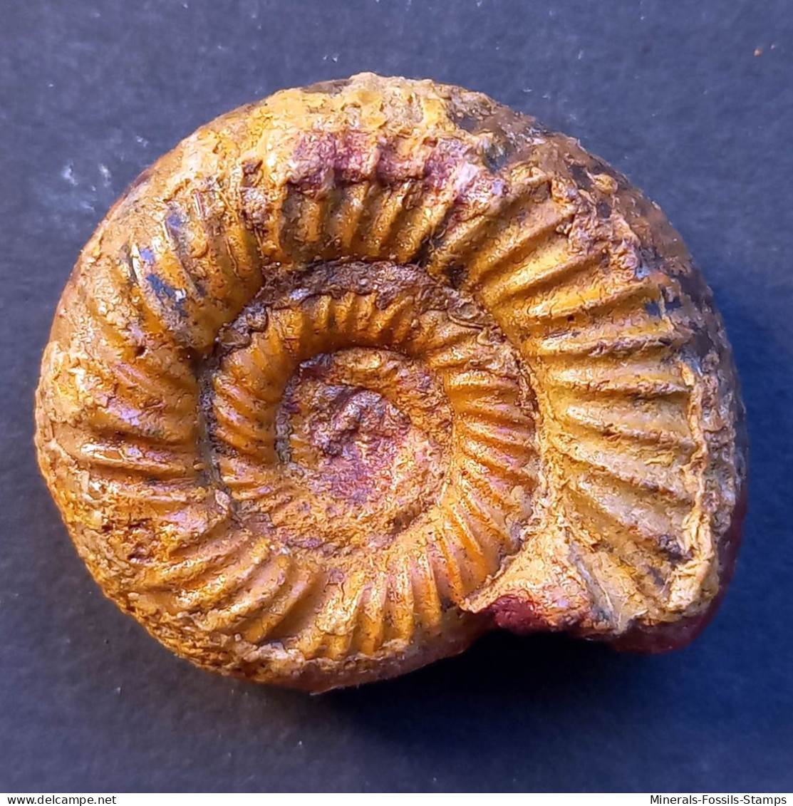 #KATROLICERAS CORROYI Ammonite, Jura (Madagaskar) - Fossili