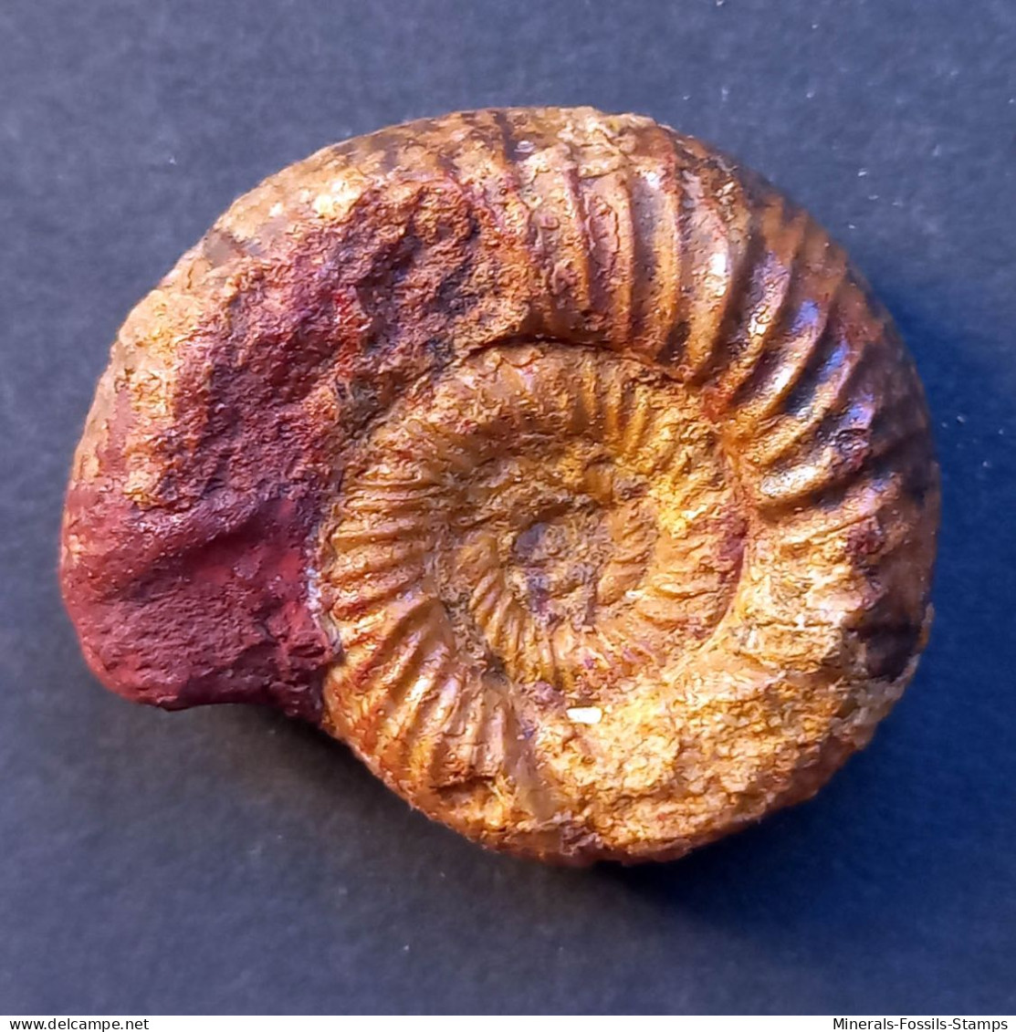 #KATROLICERAS CORROYI Ammonite, Jura (Madagaskar) - Fossielen
