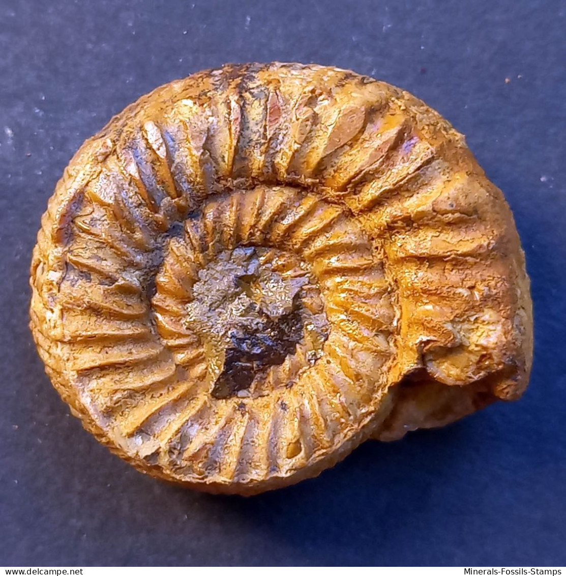 #KATROLICERAS ZITTELI Ammonite, Jura (Madagaskar) - Fossili