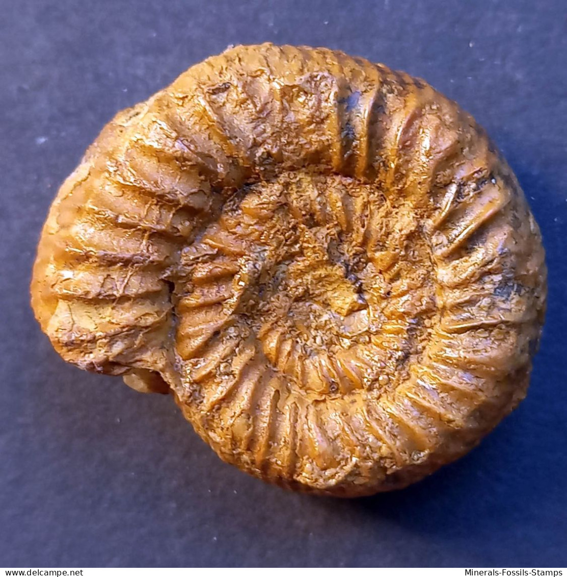 #KATROLICERAS ZITTELI Ammonite, Jura (Madagaskar) - Fósiles