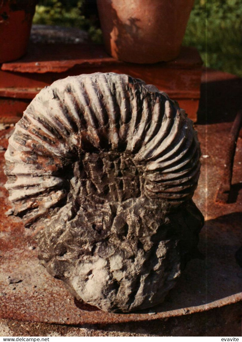 Lot de 30 Photos en Géologie     AMMONITES diverses