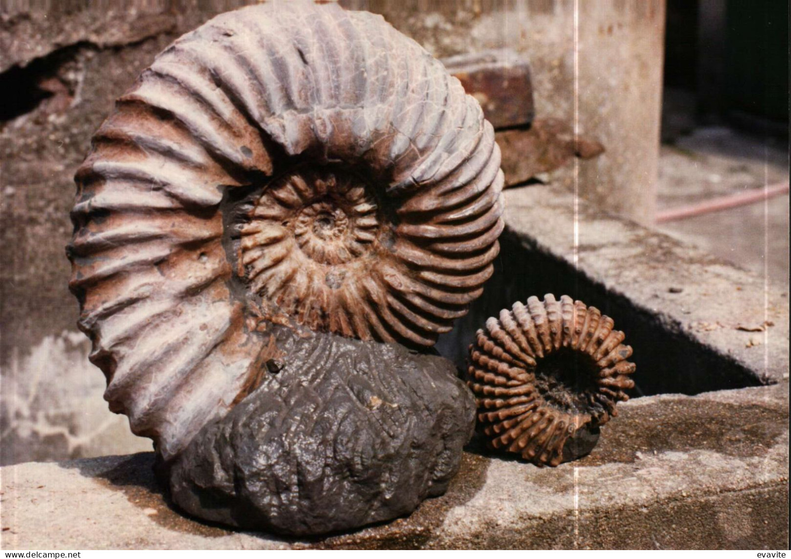 Lot de 30 Photos en Géologie     AMMONITES diverses