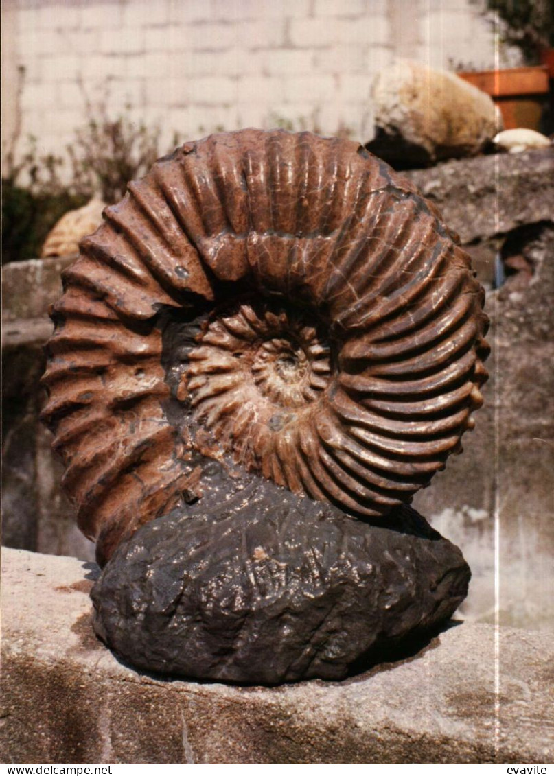 Lot de 30 Photos en Géologie     AMMONITES diverses